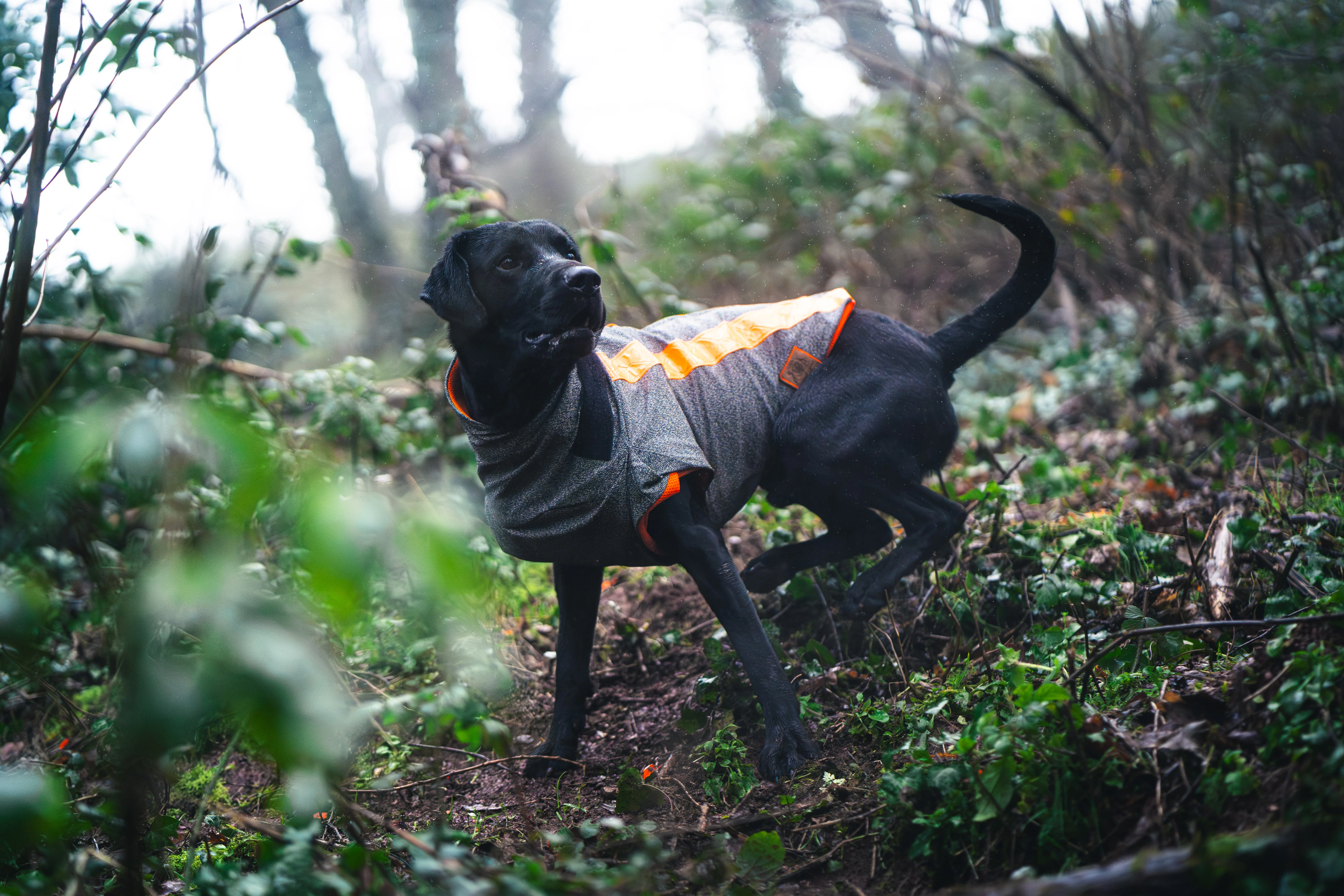 Buddy - Image 3