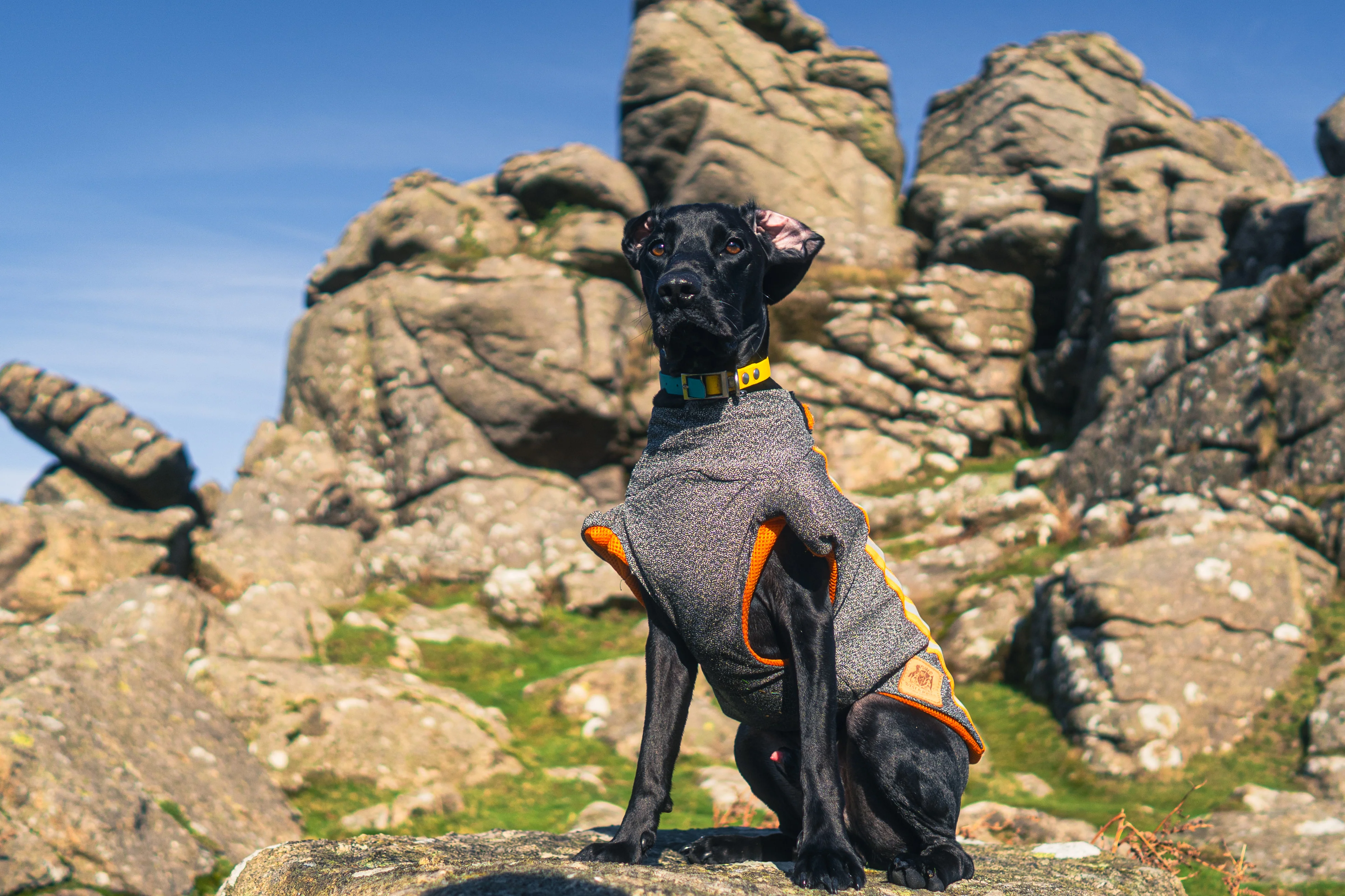 Buddy - Image 6