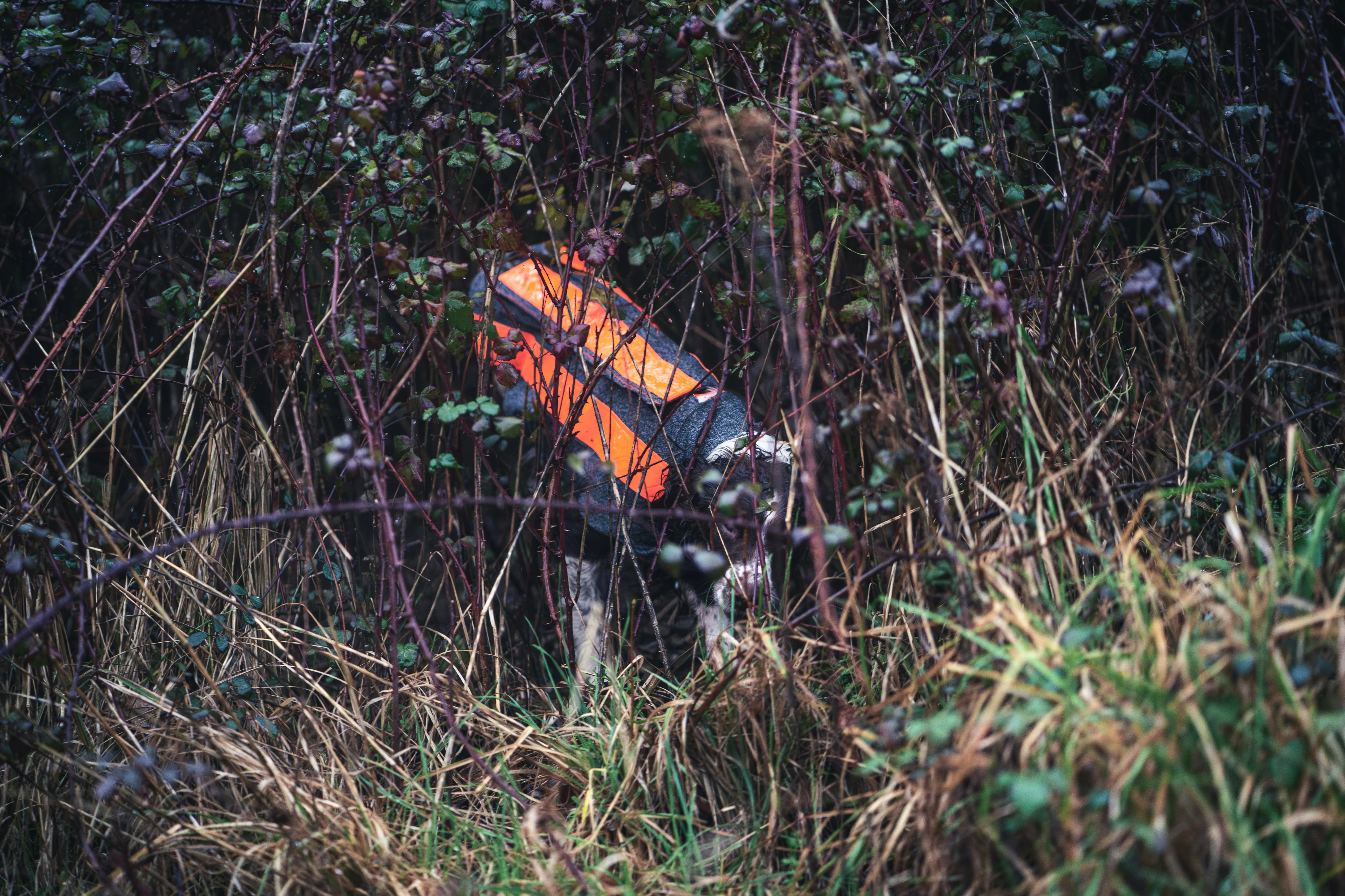 Buddy - Image 7