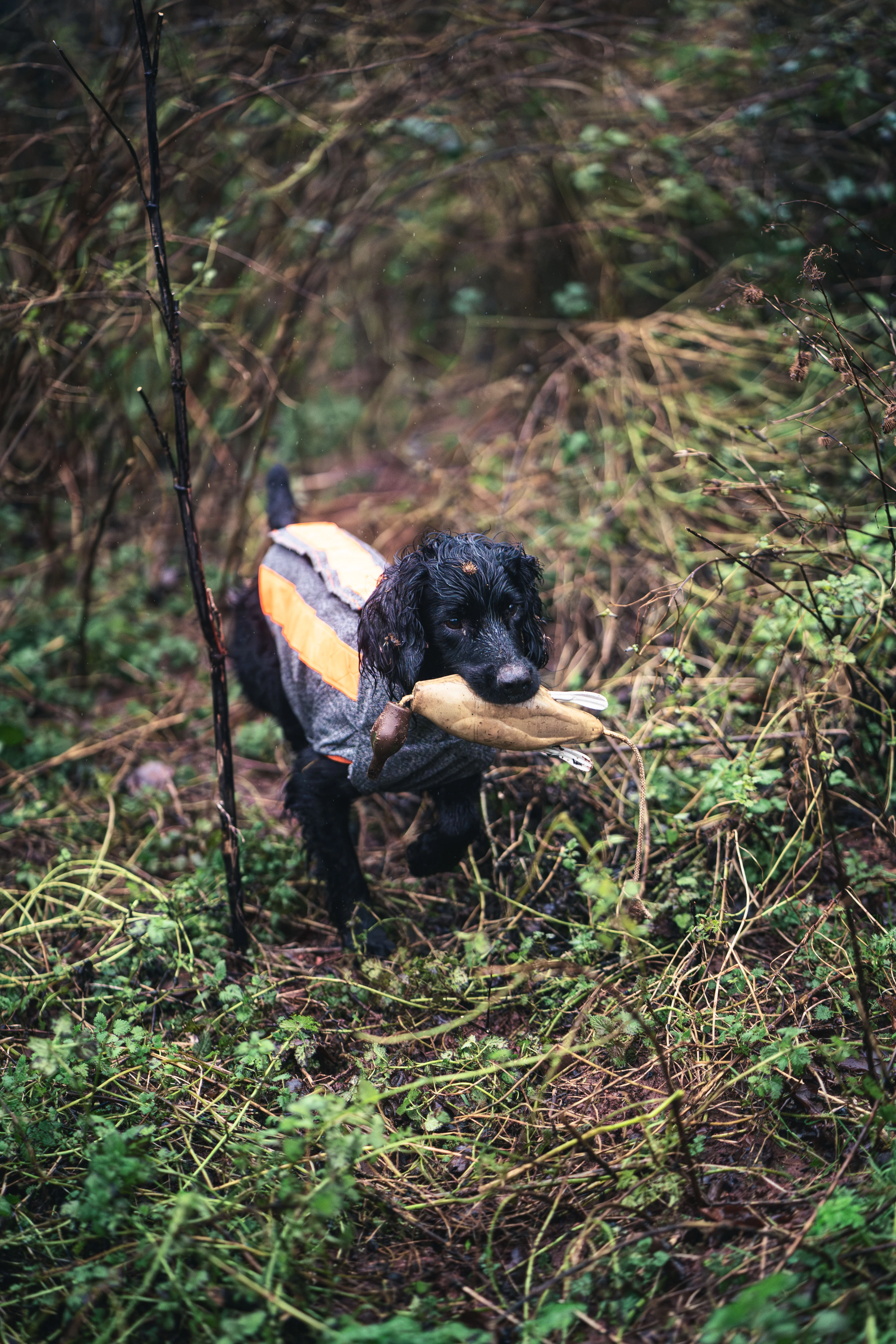 Buddy - Image 8