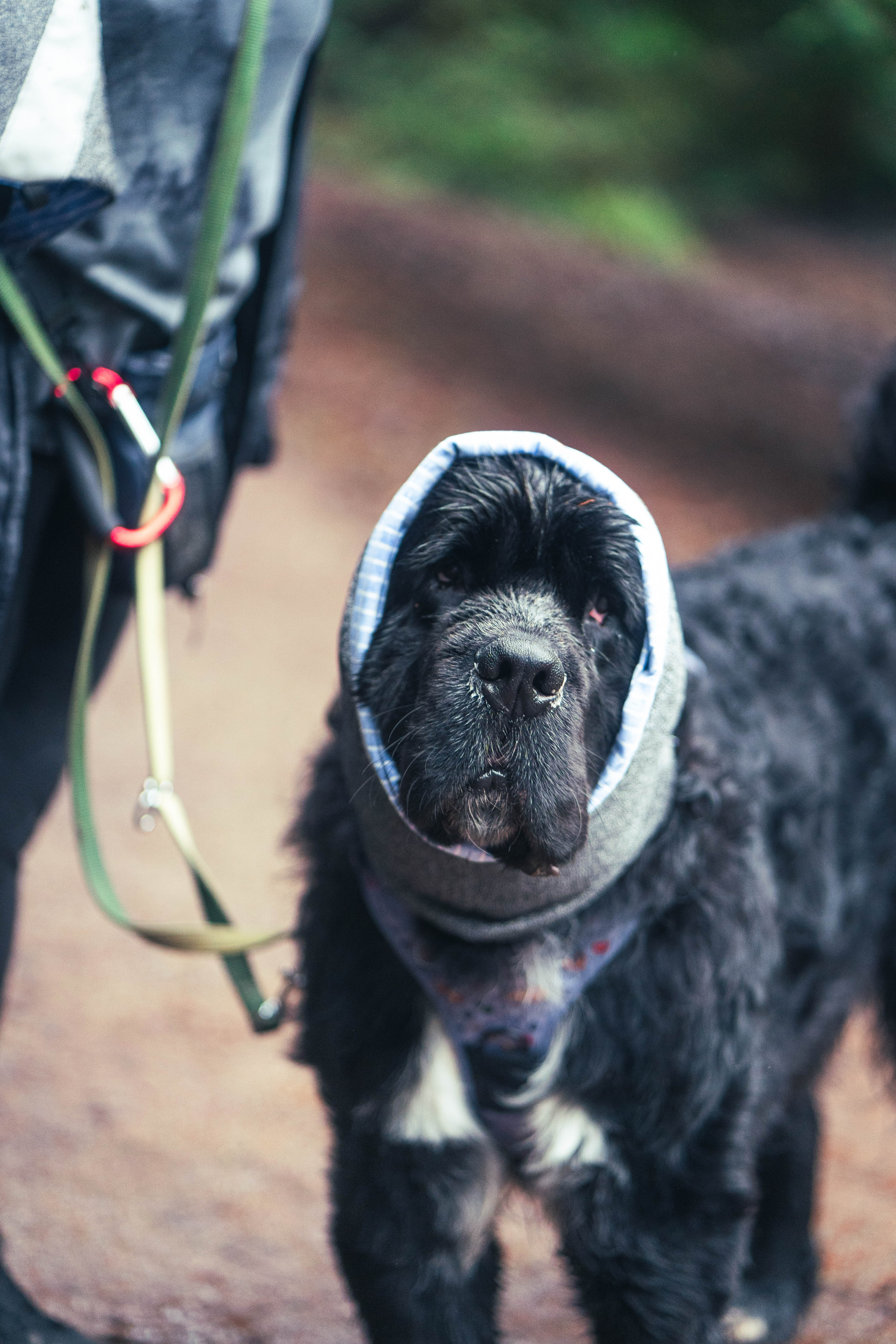 Devon Snood - Image 10