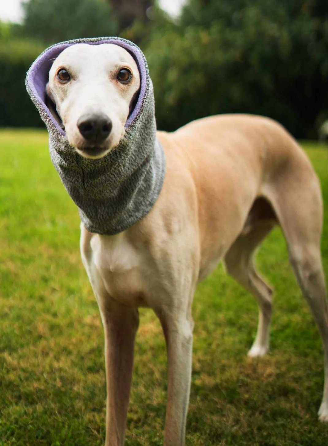 Devon Snood - Image 5
