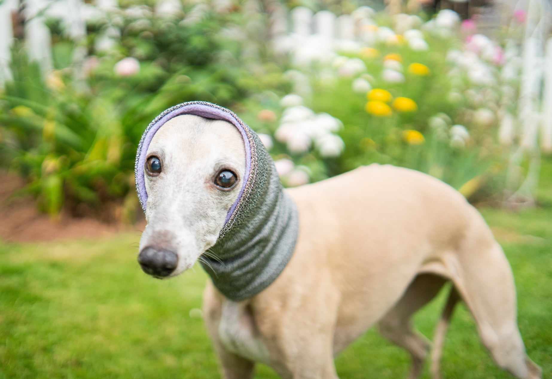 Hound Snood - Image 4