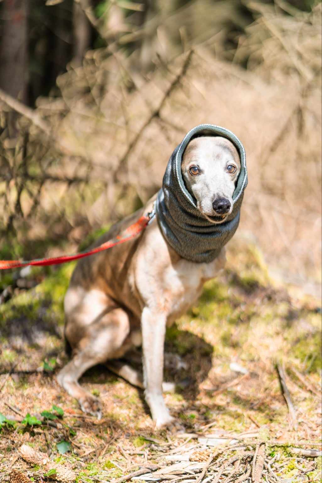 Hound Snood - Image 5