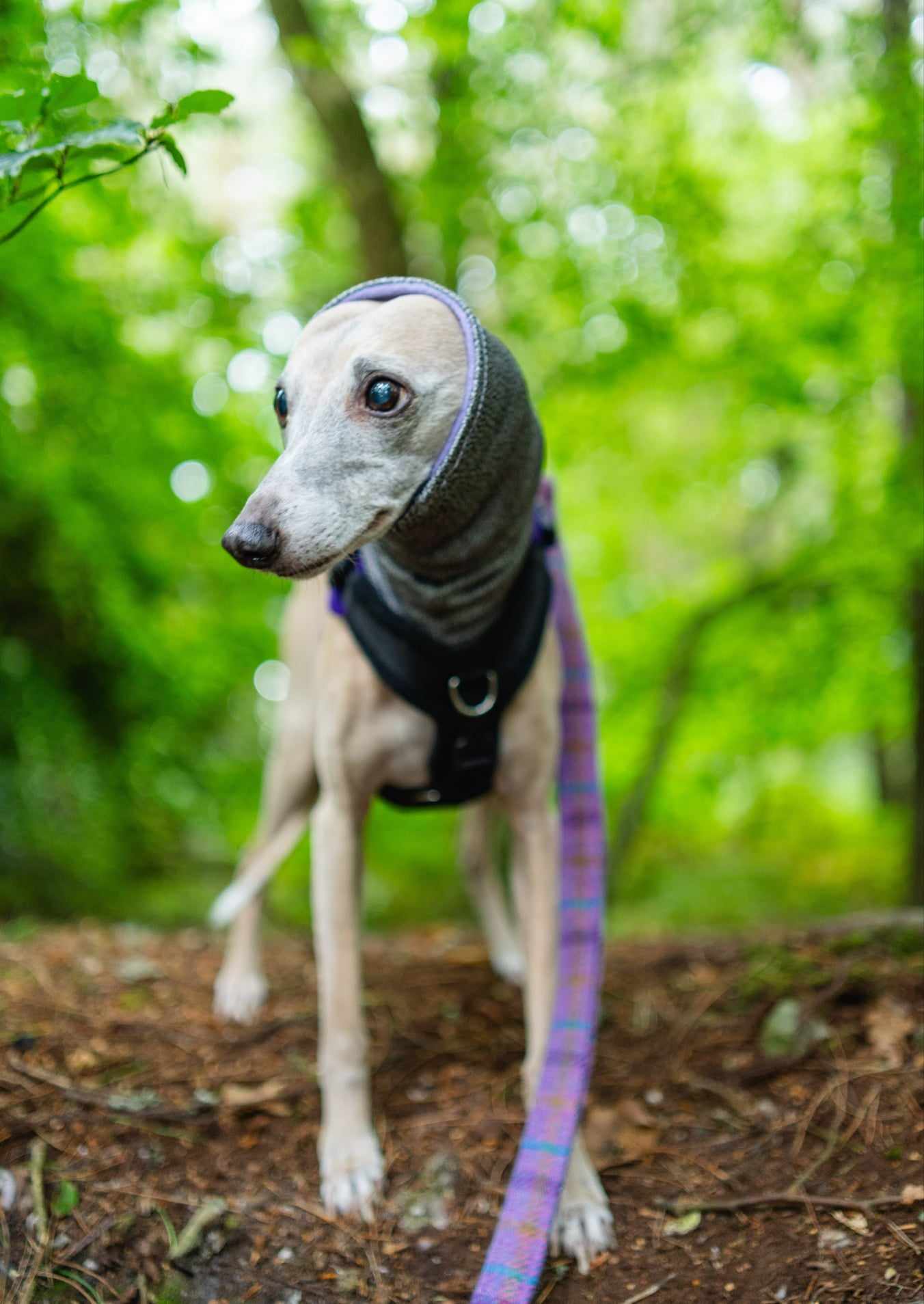 Hound Snood - Image 6