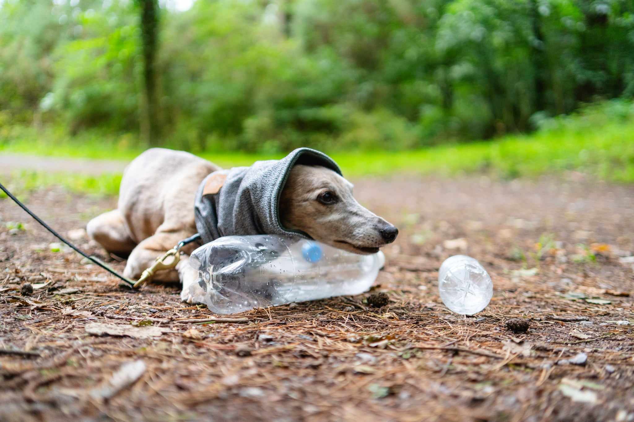Hound Snood - Image 8