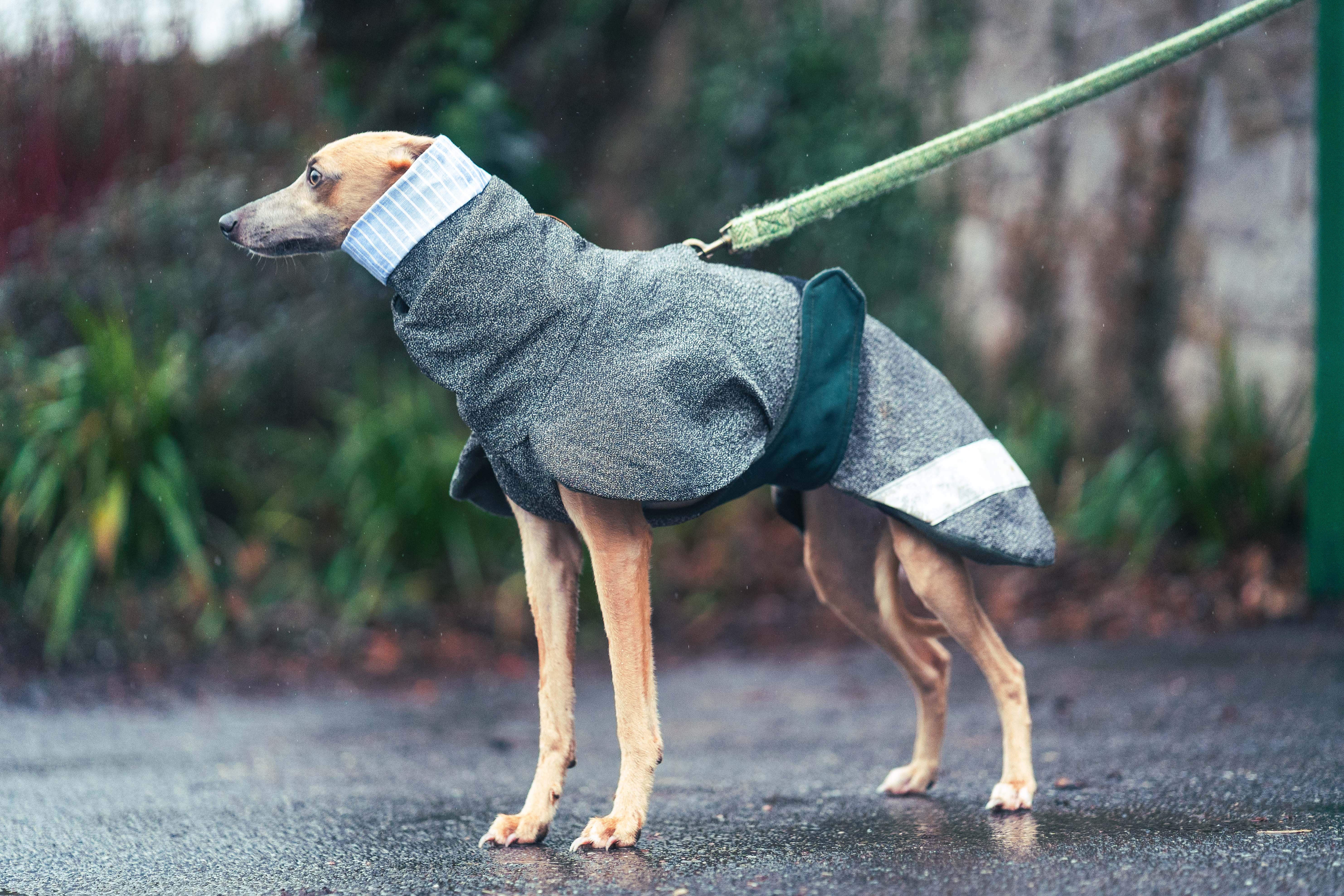 Hound Snood - Image 9