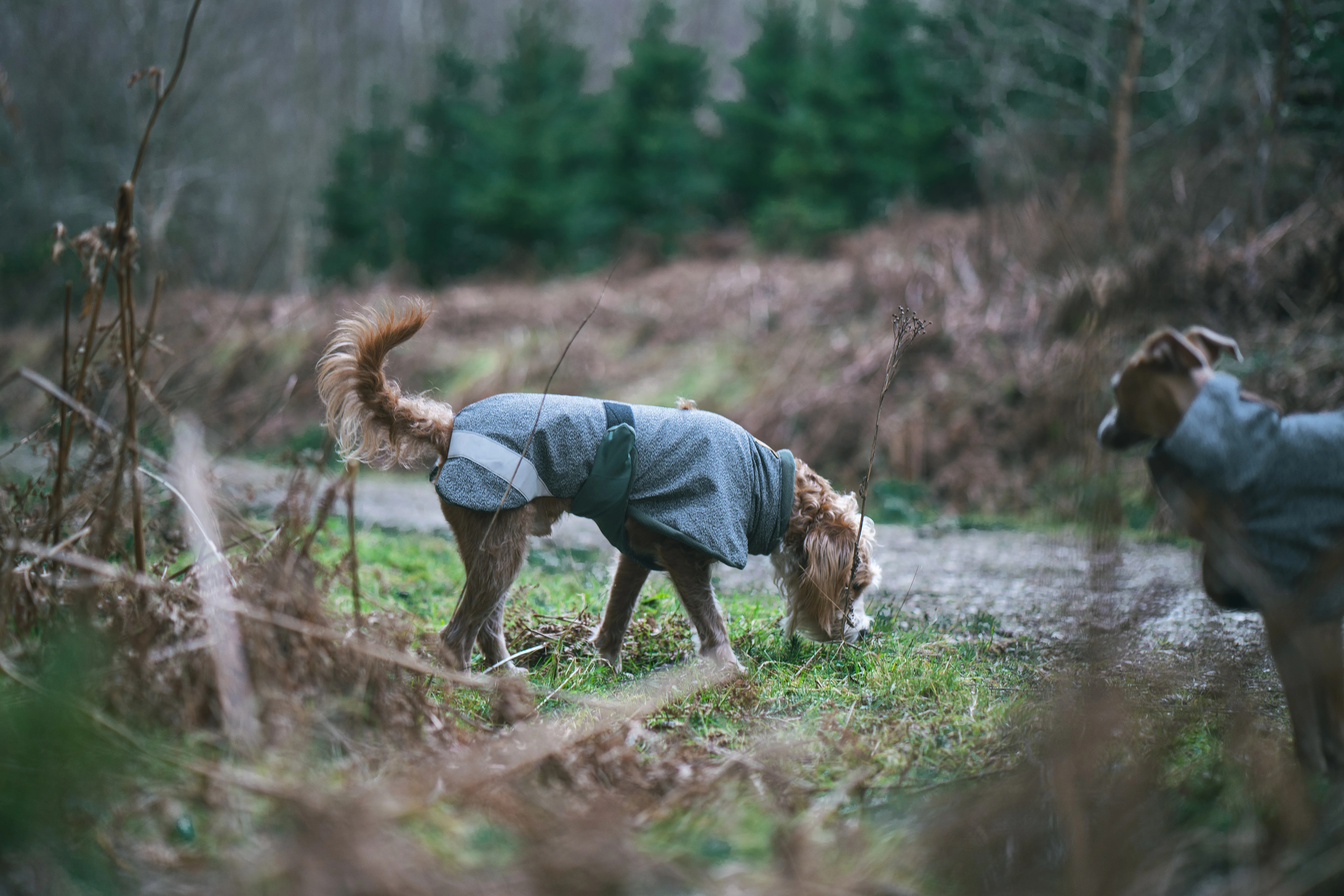 Playcoat - Image 5