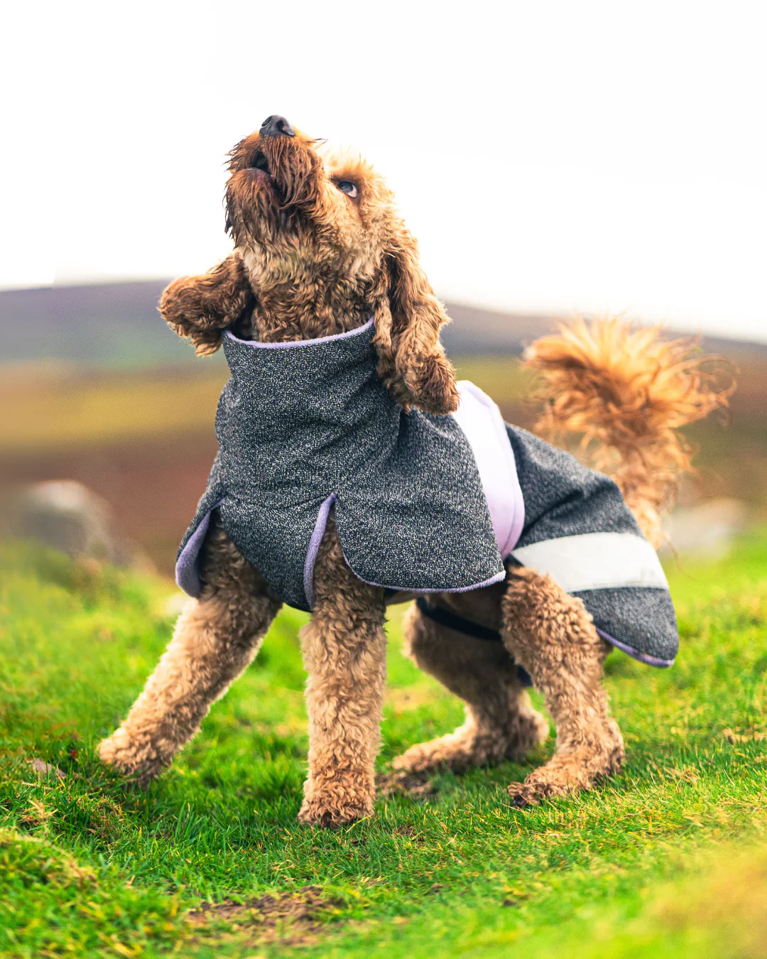 Playcoat - Image 9