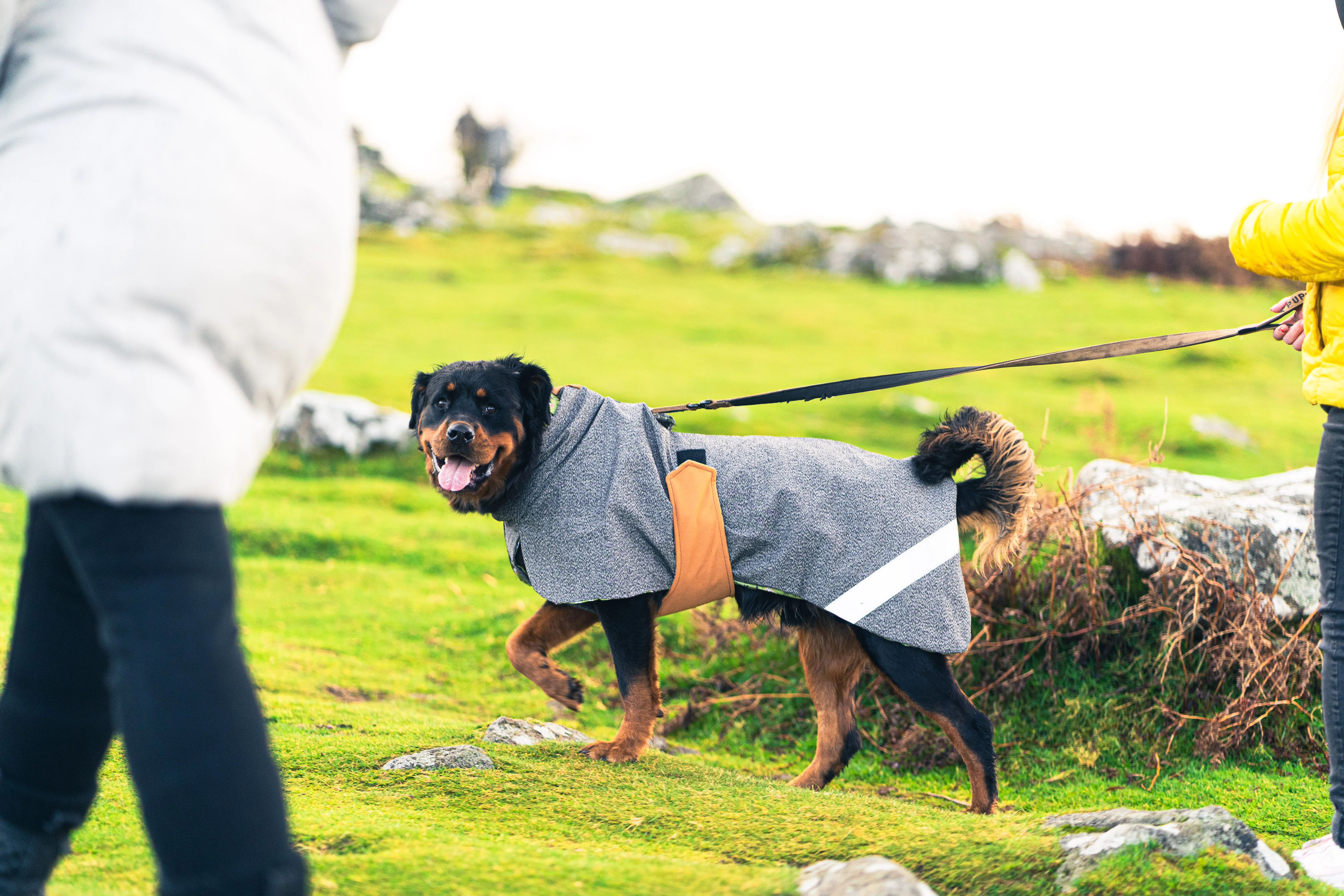Playcoat- Summer - Image 5